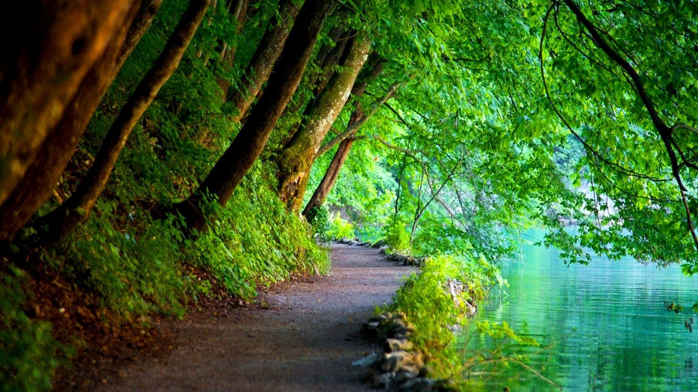 pohon.jpg